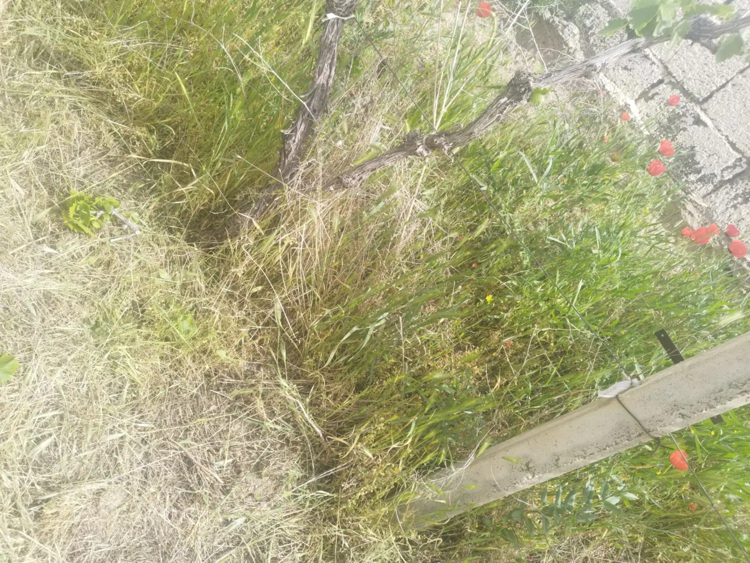باغ ۱۴۰۰ متر با کلیه انشعابات گلپرچین امام زاده