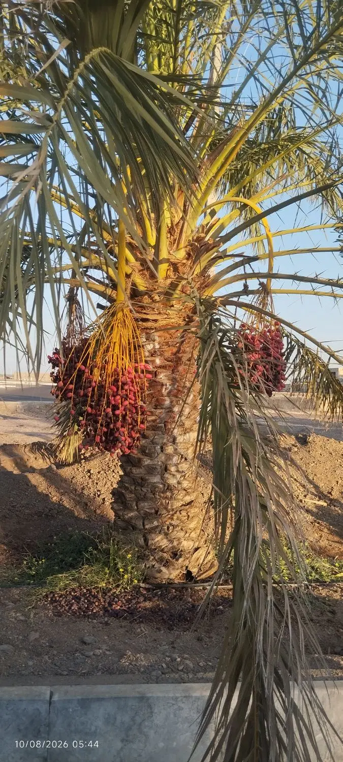 اجاره باغ خرما