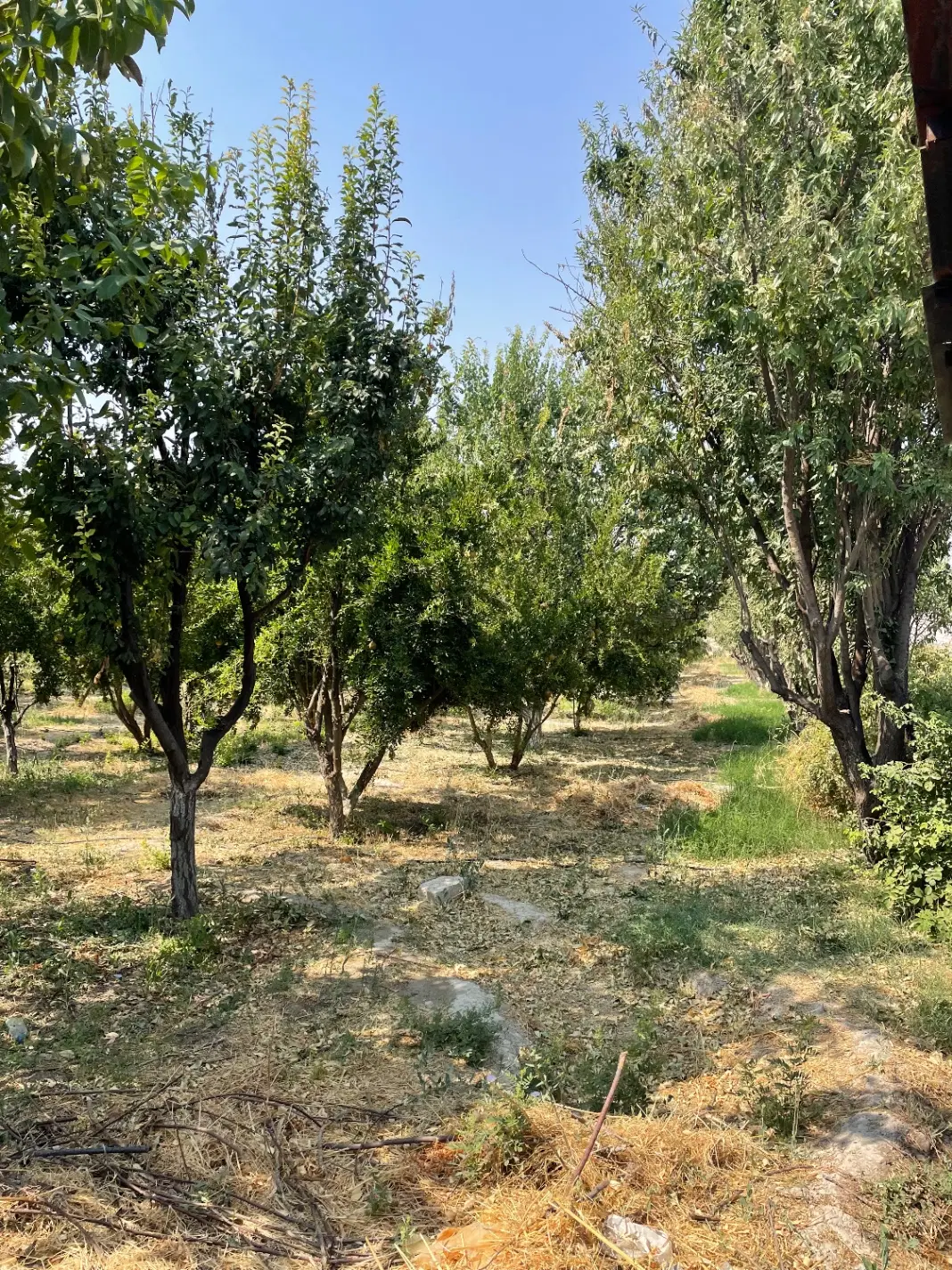 فروش باغ شهری فیروزاباد به سمت جم روستای مشکان