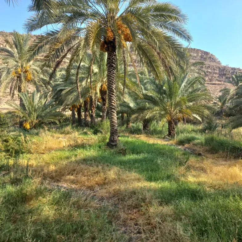 فروش زمین و  باغ روستای گردشگردی خیرک