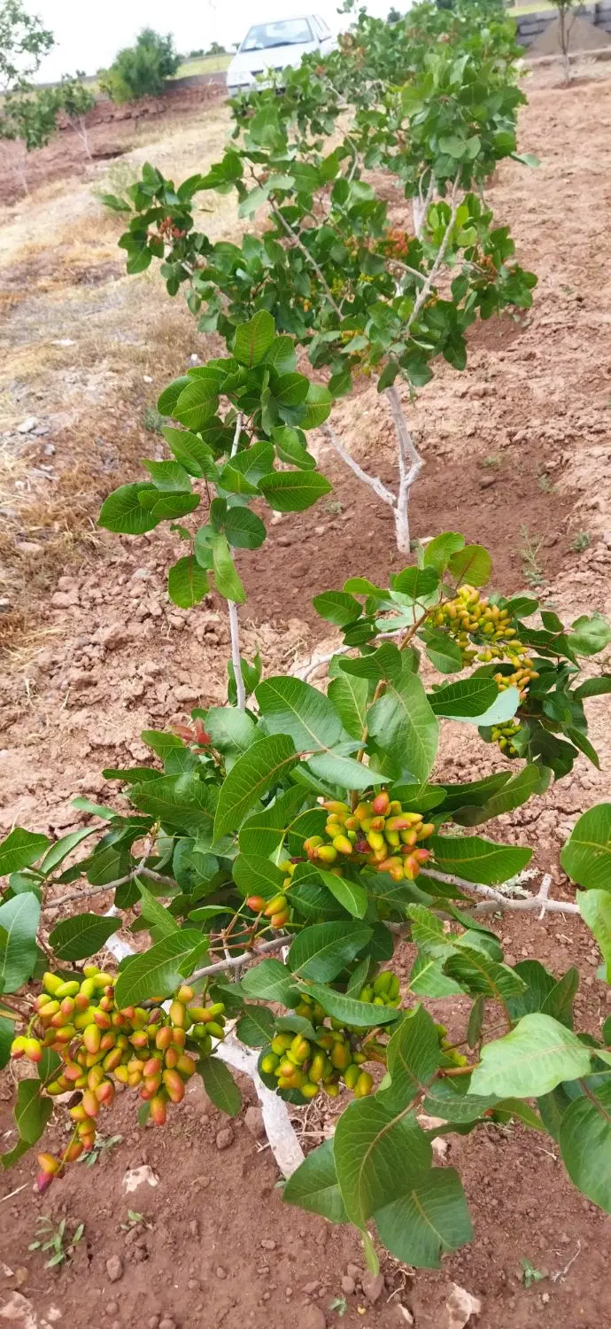 باغ پسته