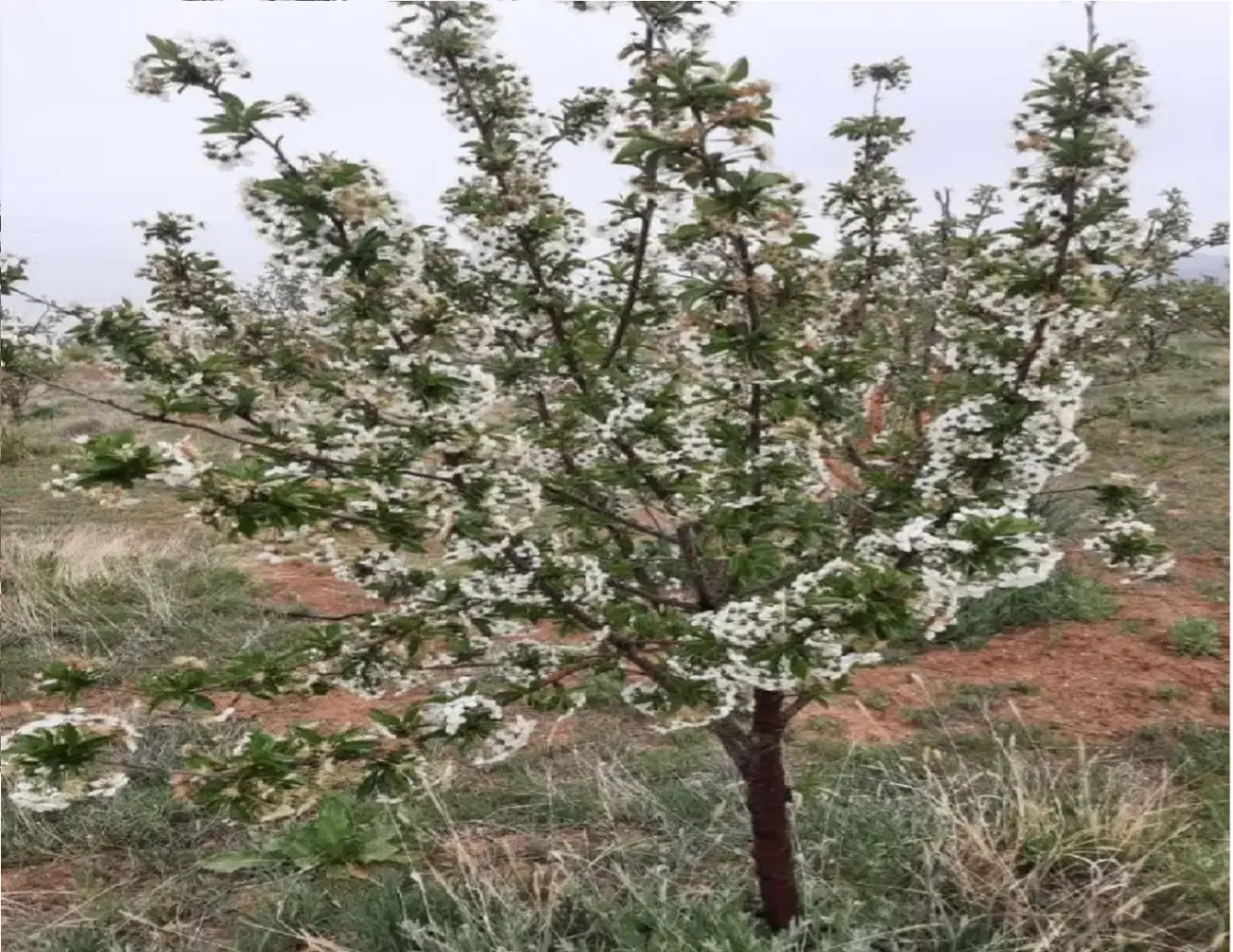 باغشهر شقایق