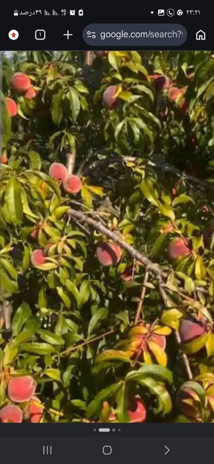 باغچه
