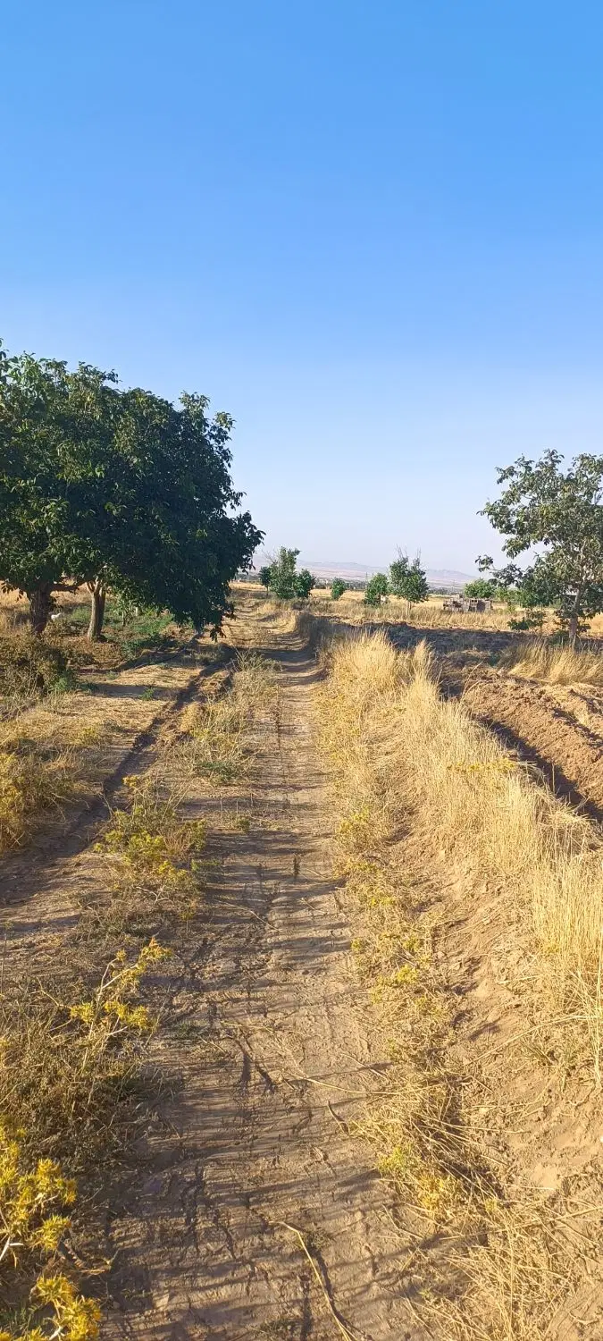 زمین کشاورزی و باغی
