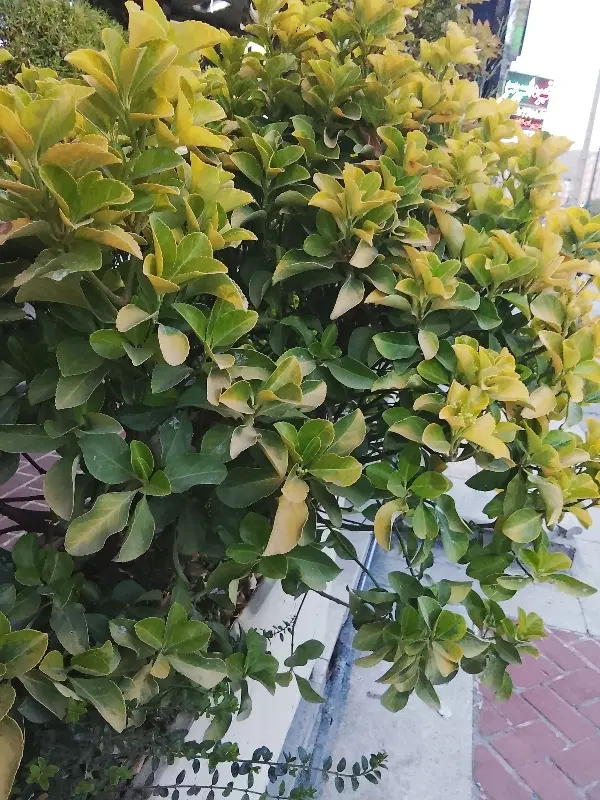 باغ شهری دادگستری