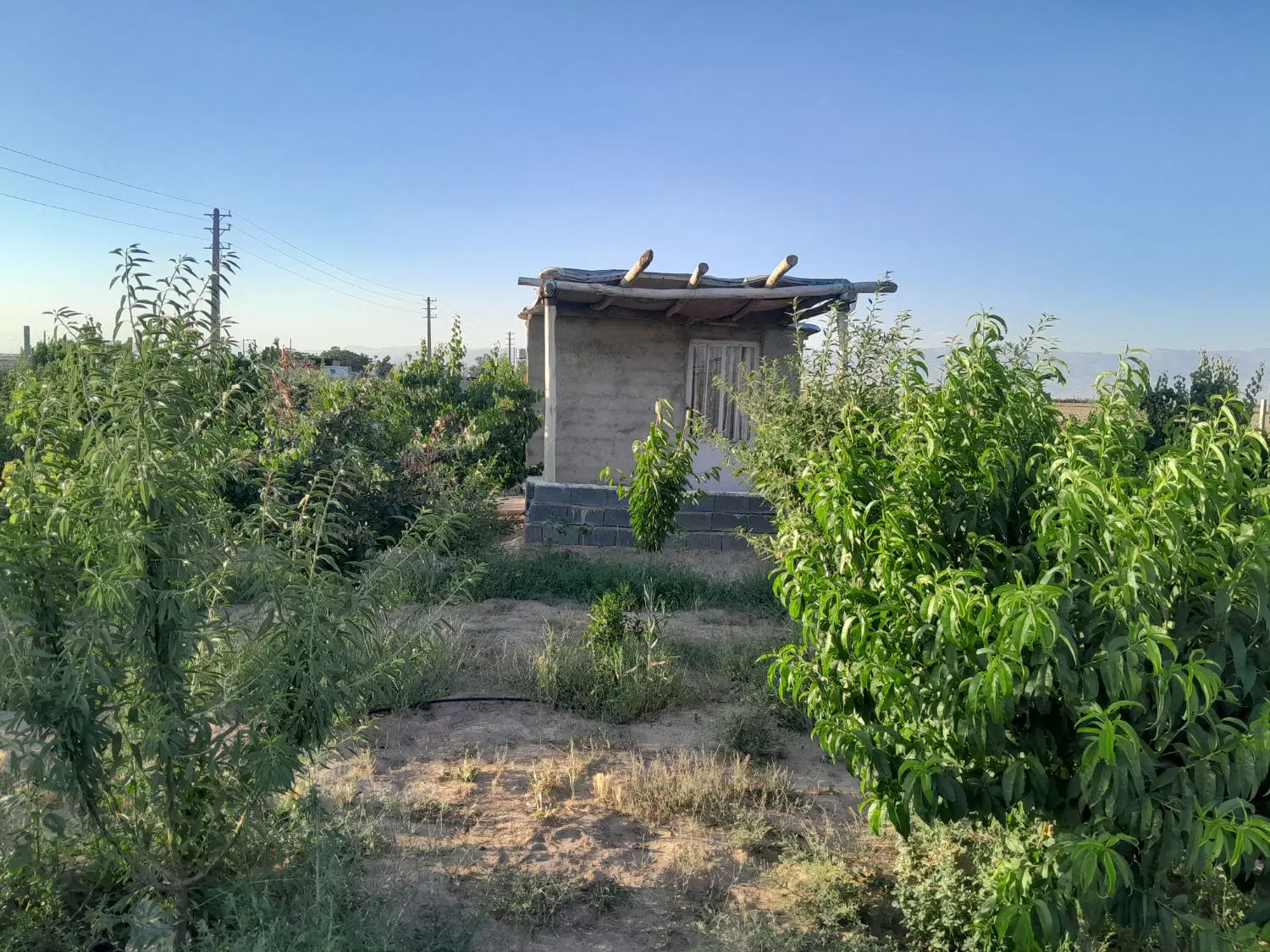 باغچه با درختان مثمر 4 ساله به همراه سهم آبه