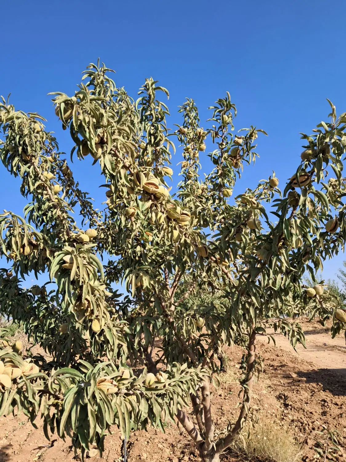 باغ ۱۰۰۰ متری