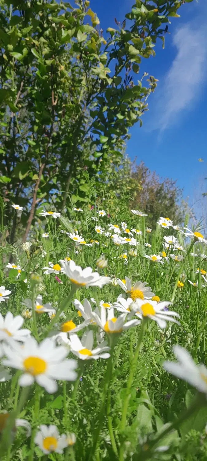 کشاورزی آبی بلیین