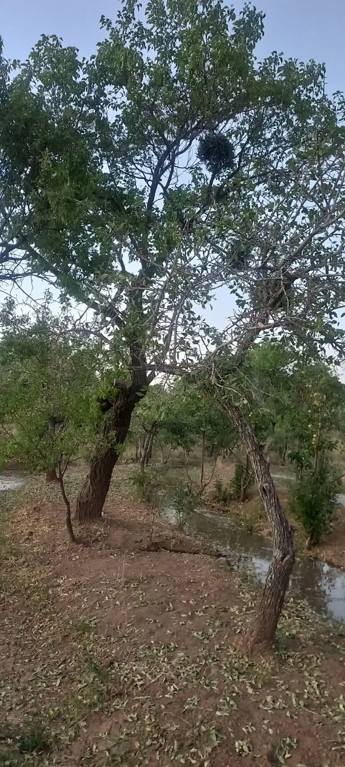 باغ کرنجیل آستانه اراک