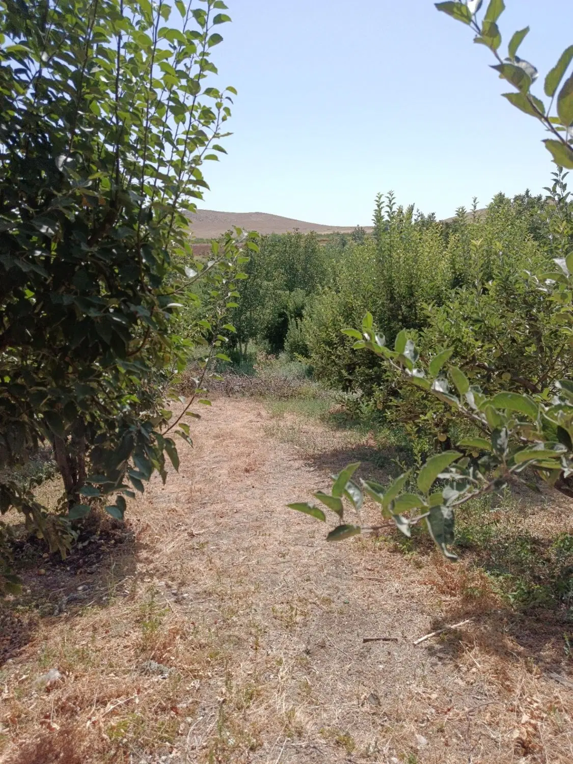 باغ ثمرگیر در بروجرد روستای کفشگران