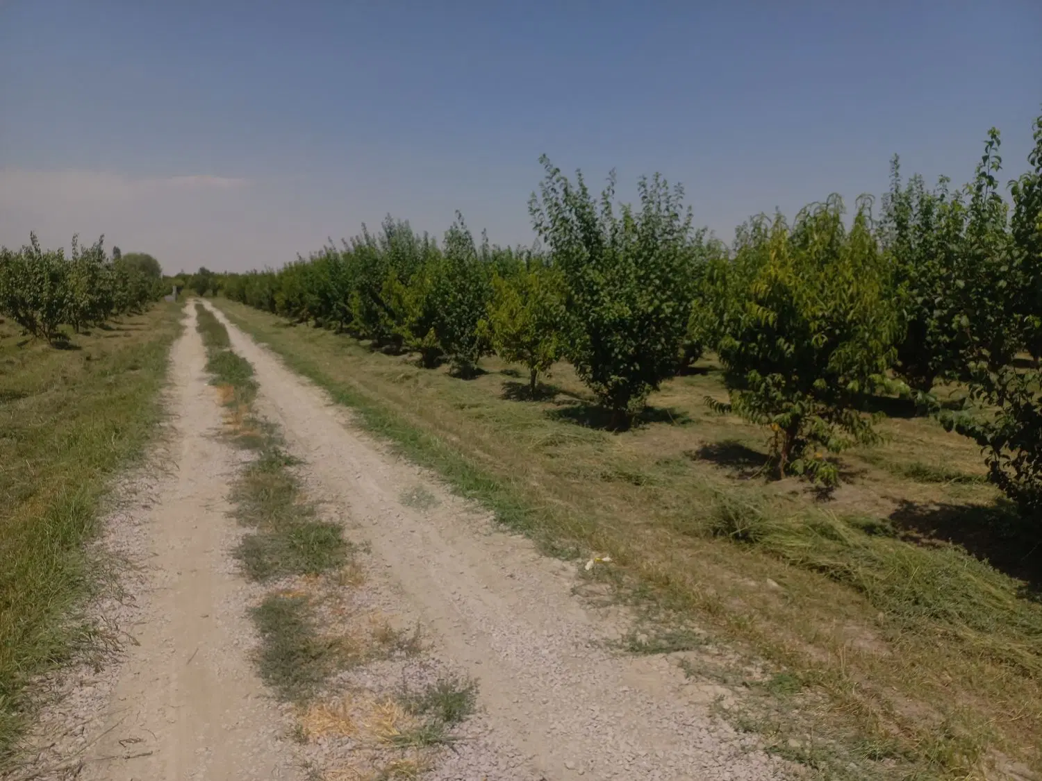 ۱۰۰۰مترباغچه الو دونبش بارده خودروستای سعیدلو