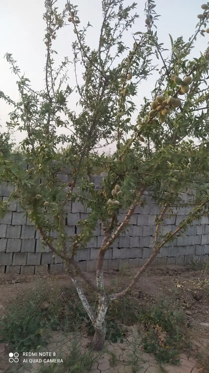 باغچه و زمین