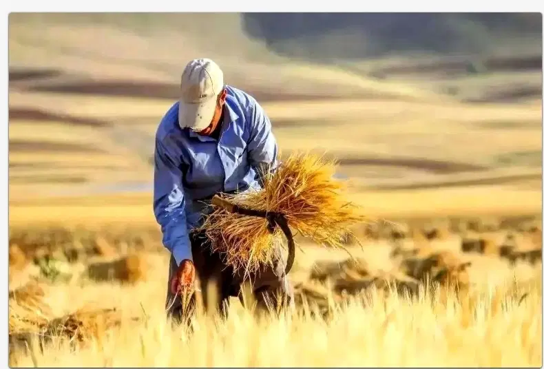 اجاره زمین کشاورزی دیم
