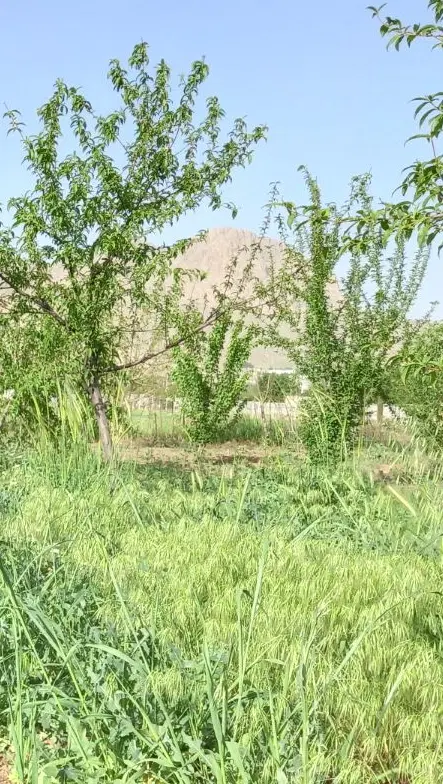باغ پیرحیاتی