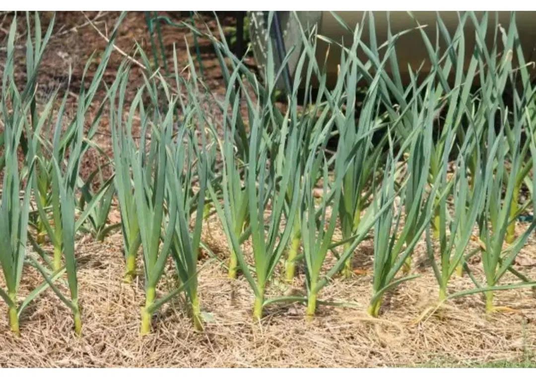اجاره مابین باغ به سیر