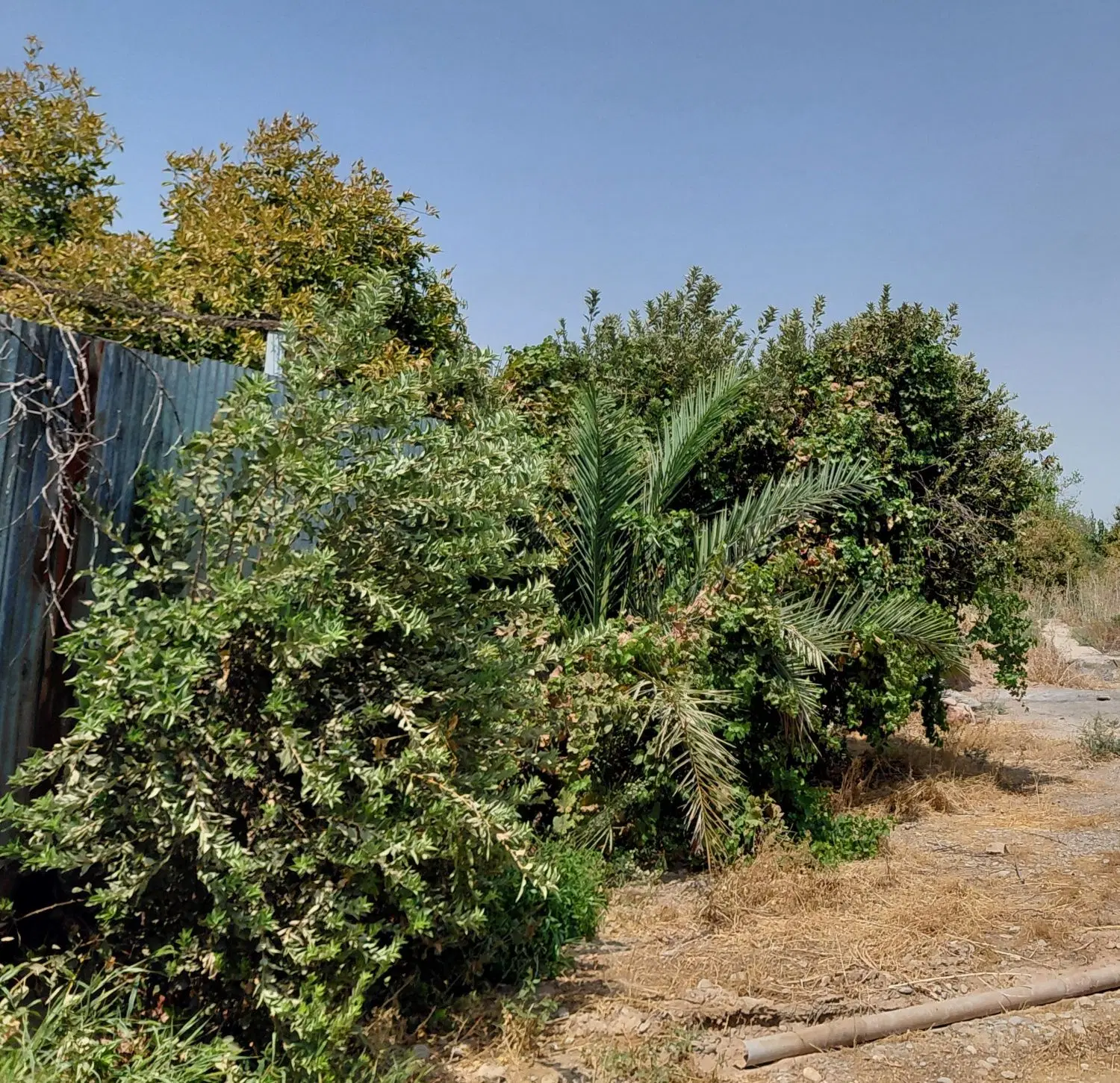 باغ شمس اباد کوی پزشکان ۲۷۶۰متر