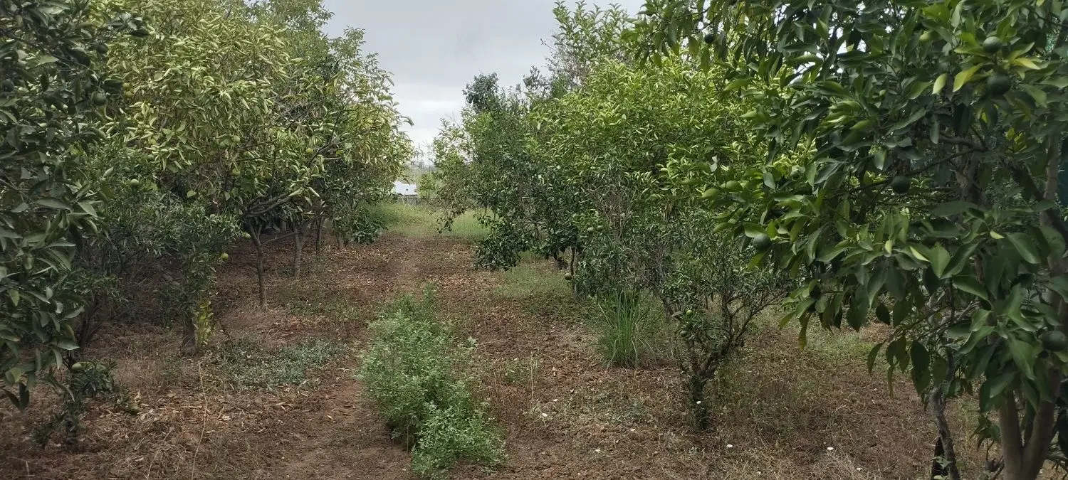 زمین باغی
