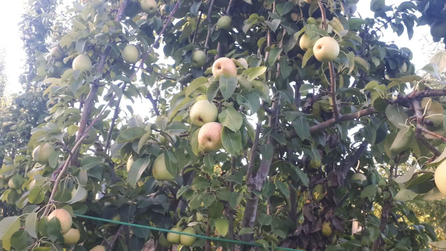 باغ ویلایی