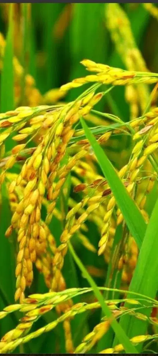 زمین شالیزار( برنج)