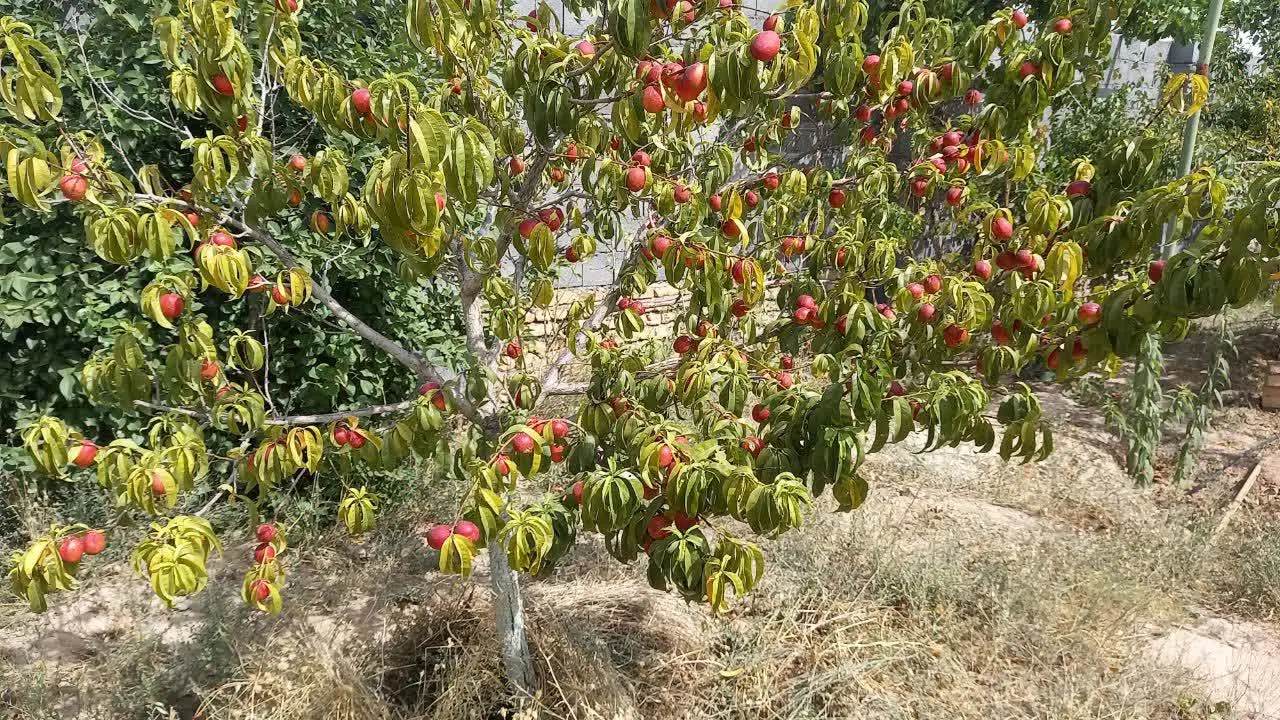 باغ پر میوه