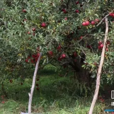 زمین باغ باغچه