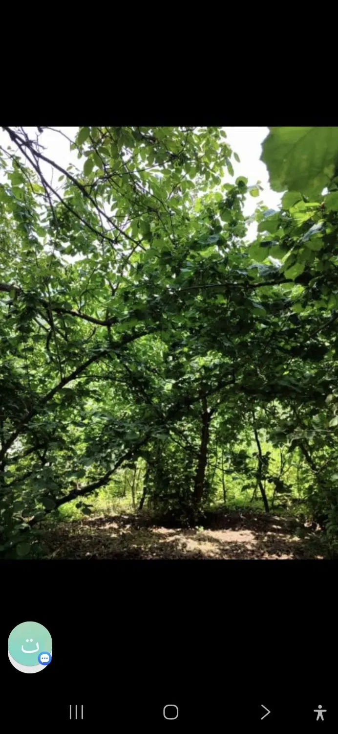 ۵۸۰ متر زمین تمام مسکونی روستای زیبای چلوانسرا
