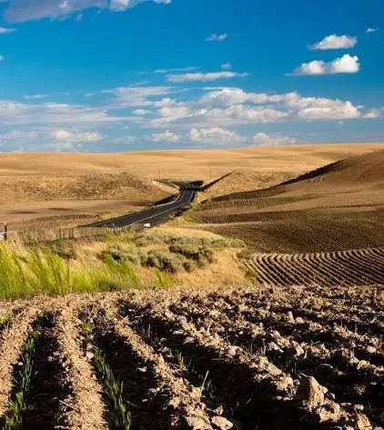 دو قطعه زمین کشاورزی دیم