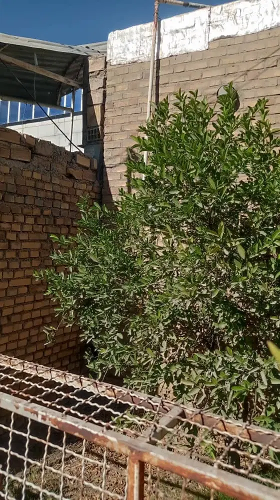زمین کشاورزی سر جاده اصلی