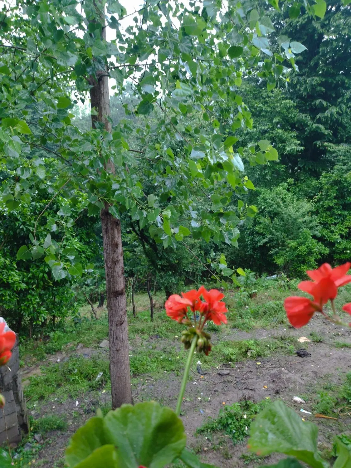 زمین با بنای کلنگی