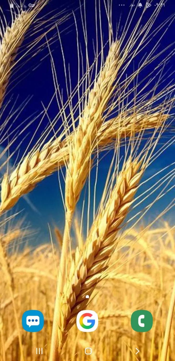 زمین کشاورزی برا گندم،سیب زمینی وچغندر توام