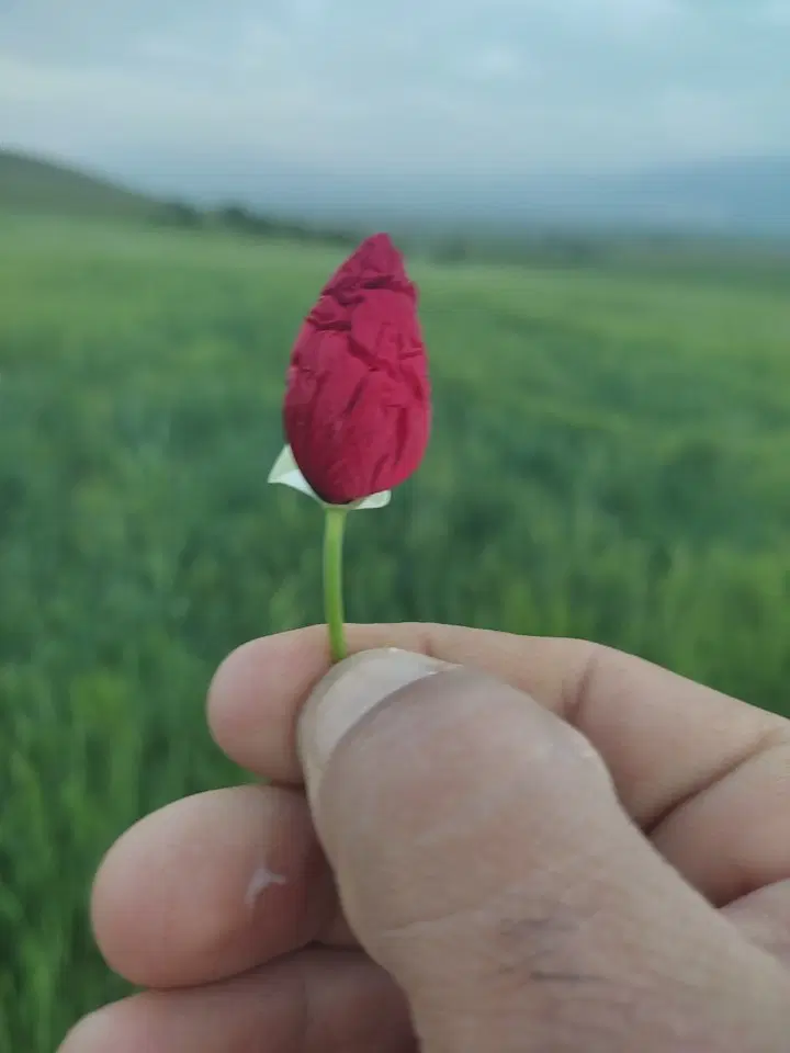 دو هکتار زمین برای اجاره