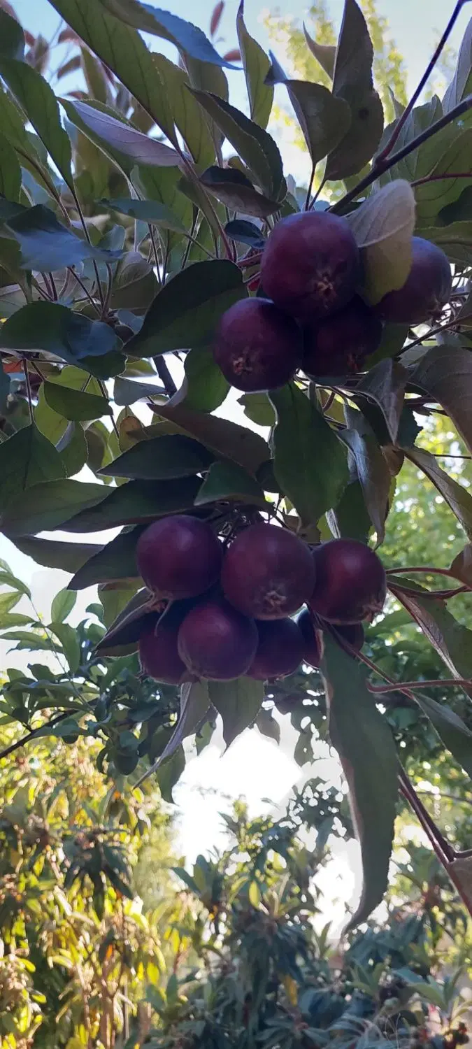 زمین باغشهری قصر سبز
