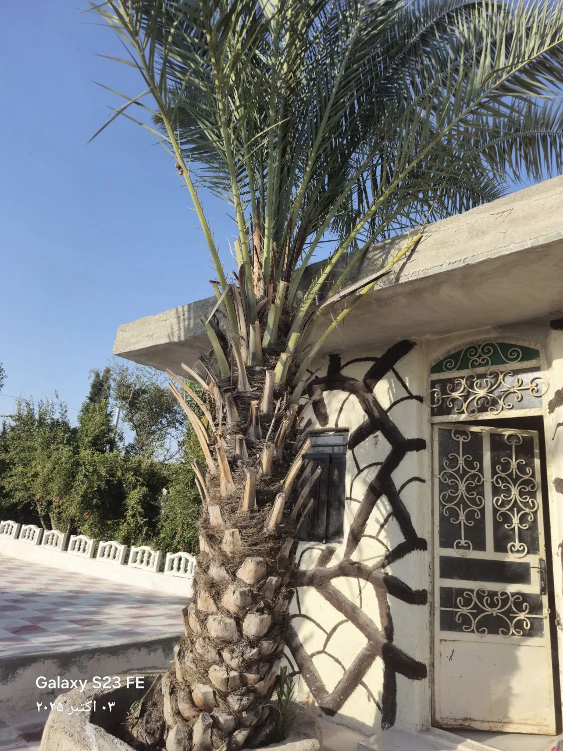 فروش باغچه