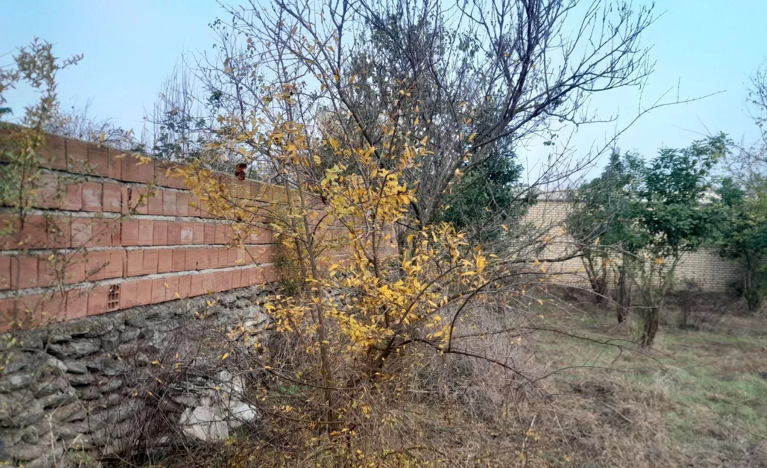 زمین باغی و کشاورزی