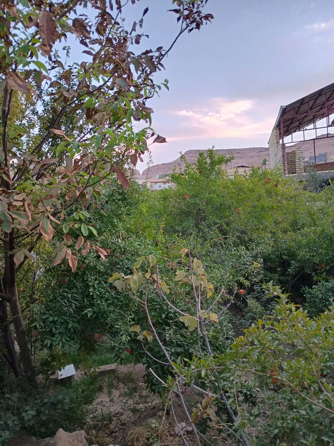 باغ مشجر واقع در روستای استرک