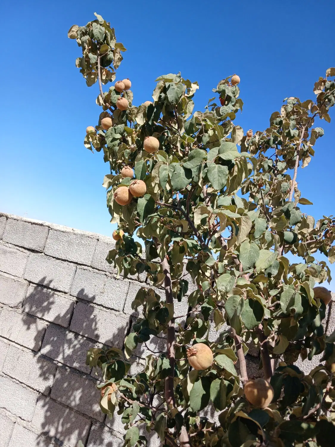 باغ چهاردیواری متراژ۴۰۰متر