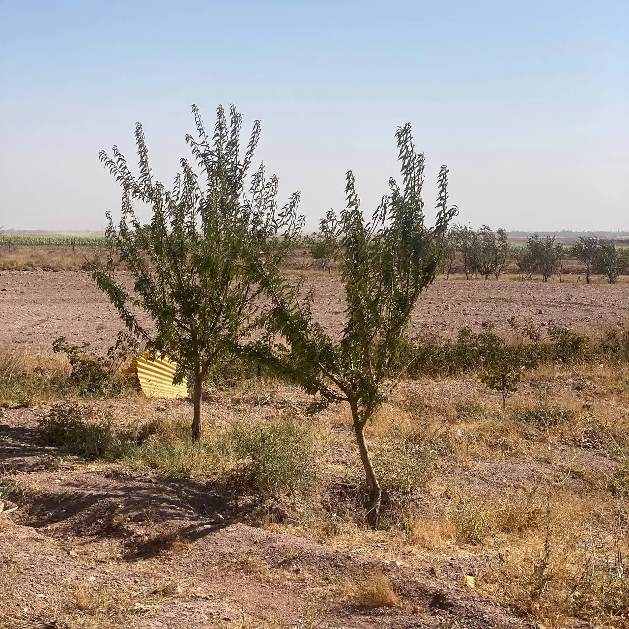 زمین کشاورزی