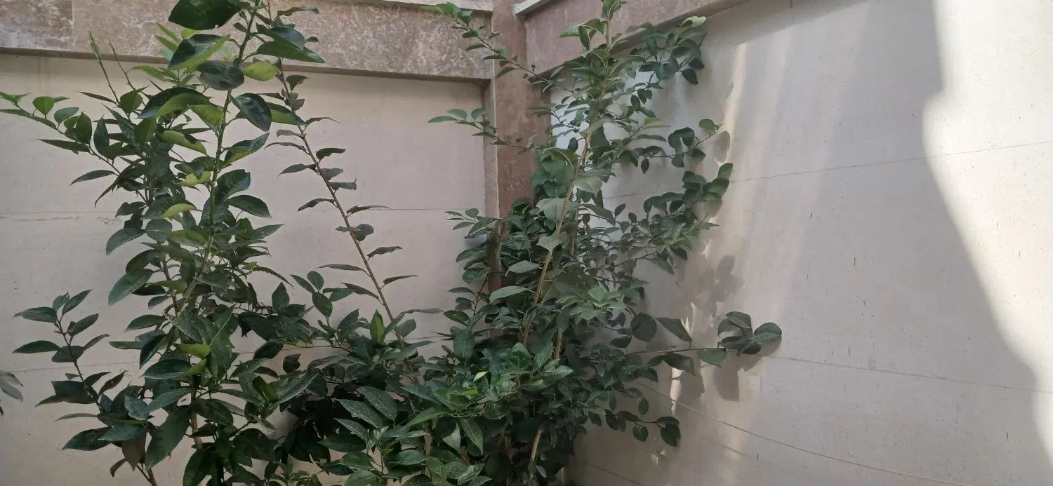 منزل همکف جنوبی سه خواب نوساز (مسکونی خونه)