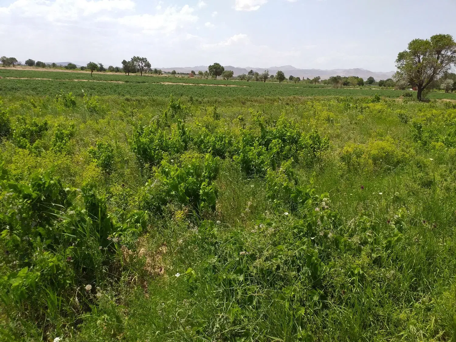 زمین باغ سند شش دانگ