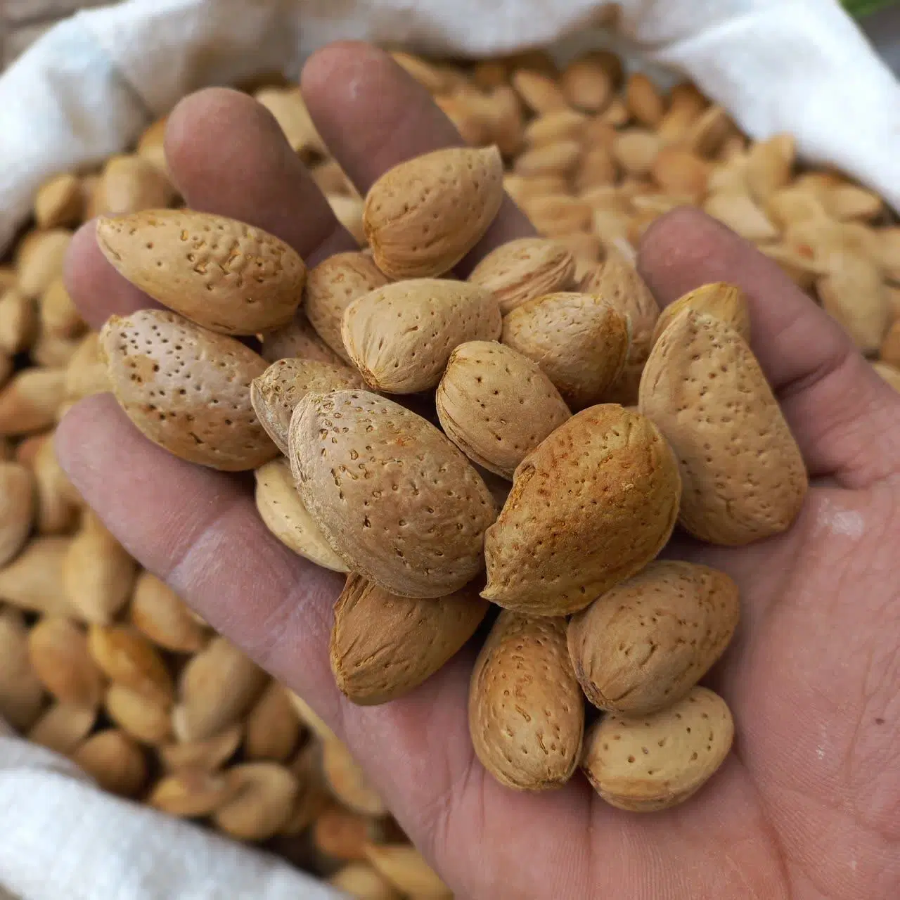 باغچه و باغ چشم انداز فوق العاده