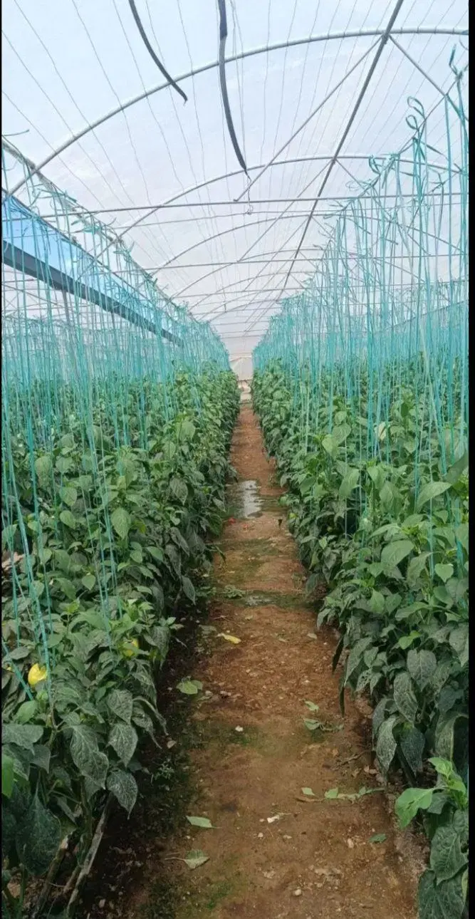اجاره ی گلخانه