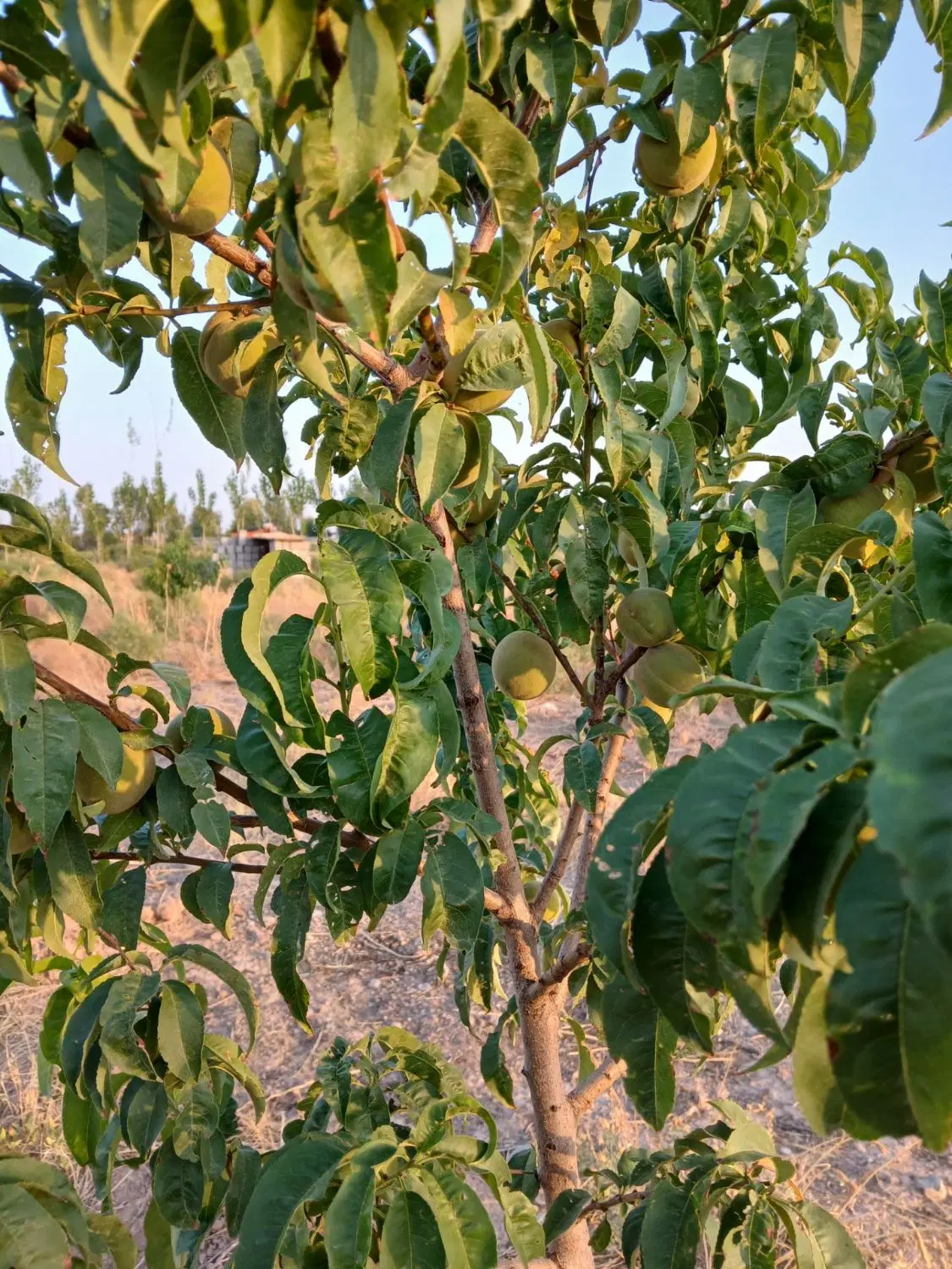 فروش زمین