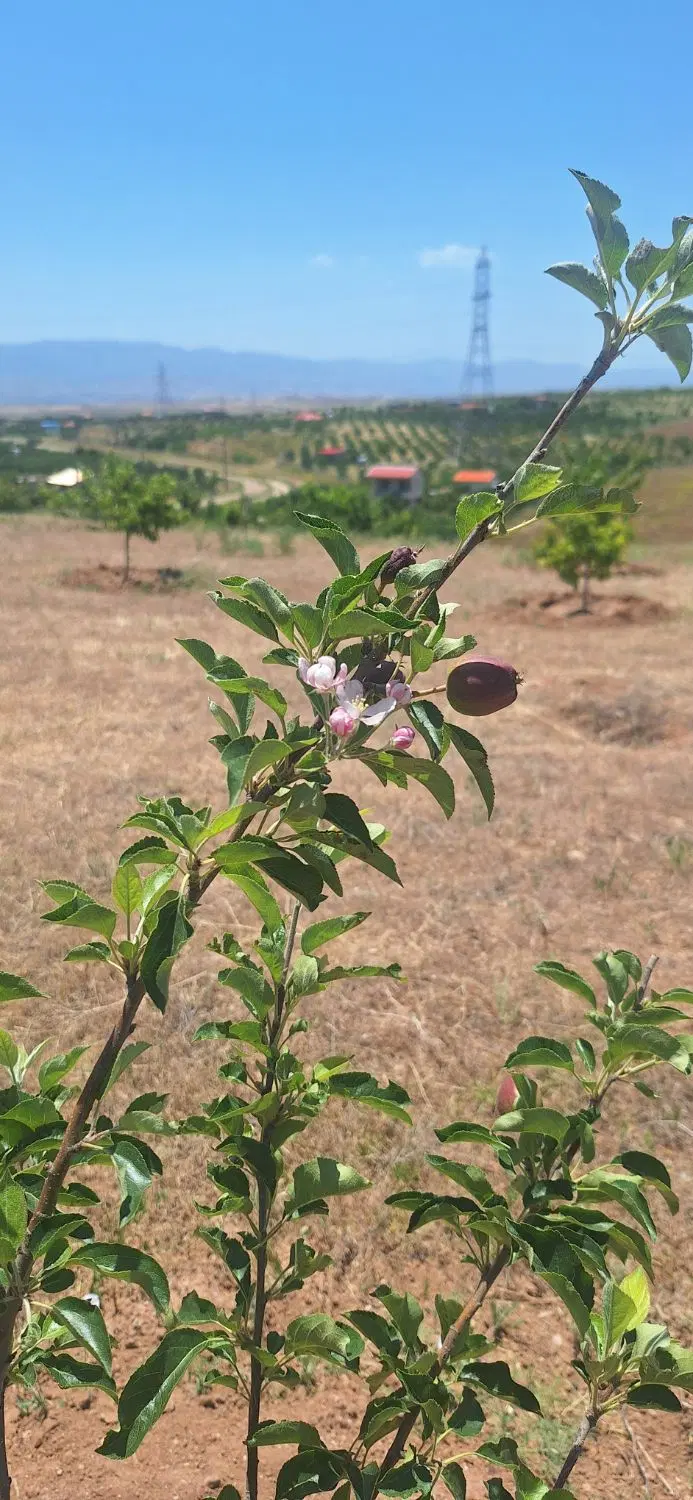 باغ به متراژ مختلف
