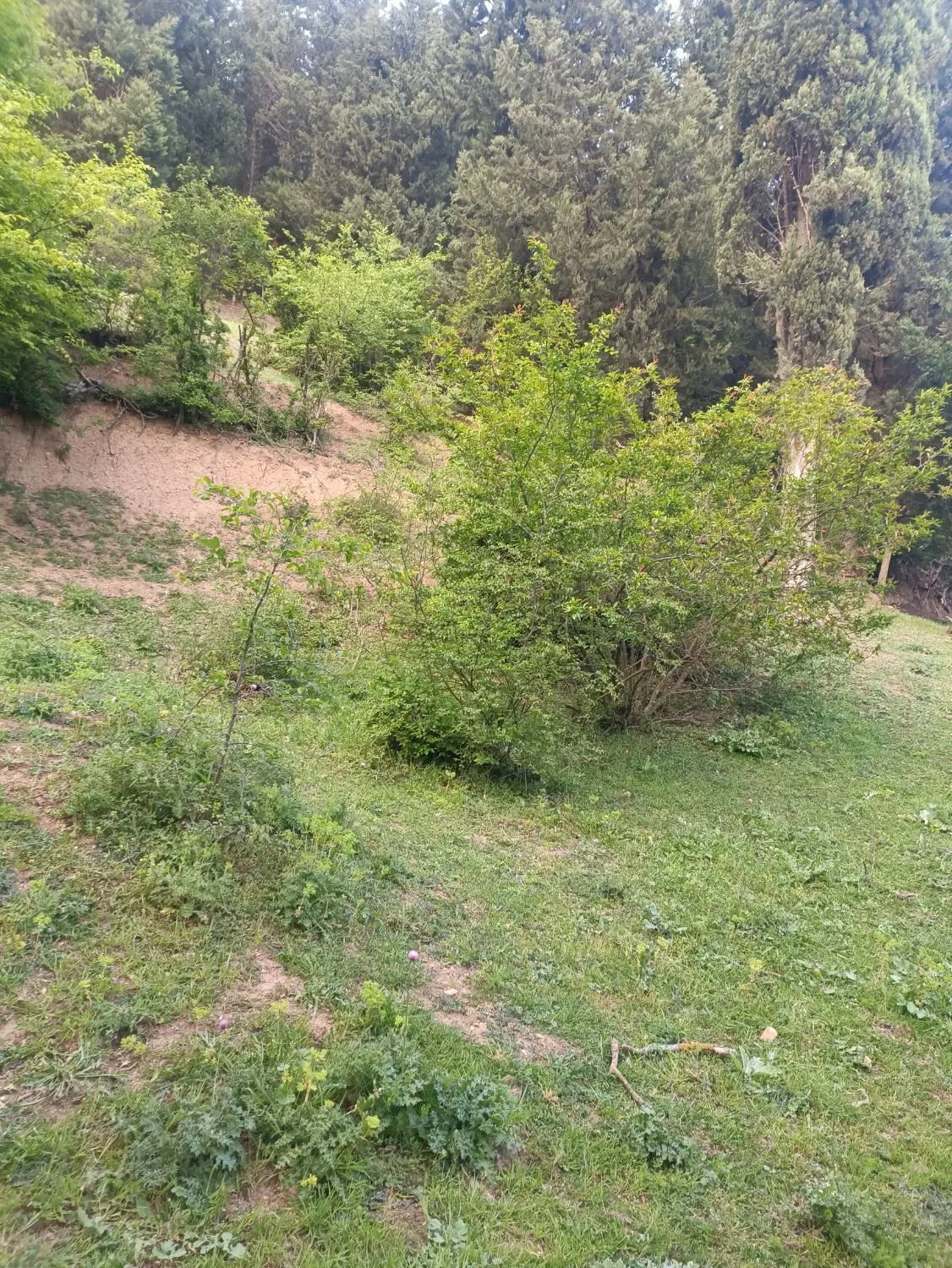 زمین 800متر تو طرح هادی