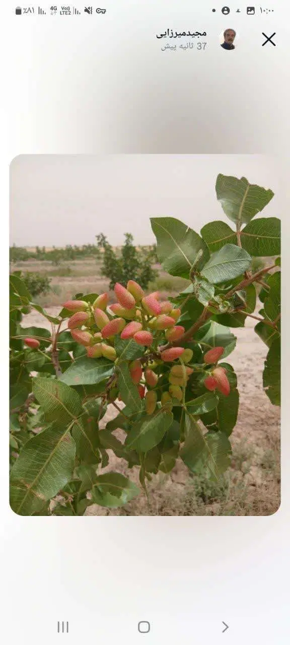 باغ پسته سند شش دانگ تک برگ