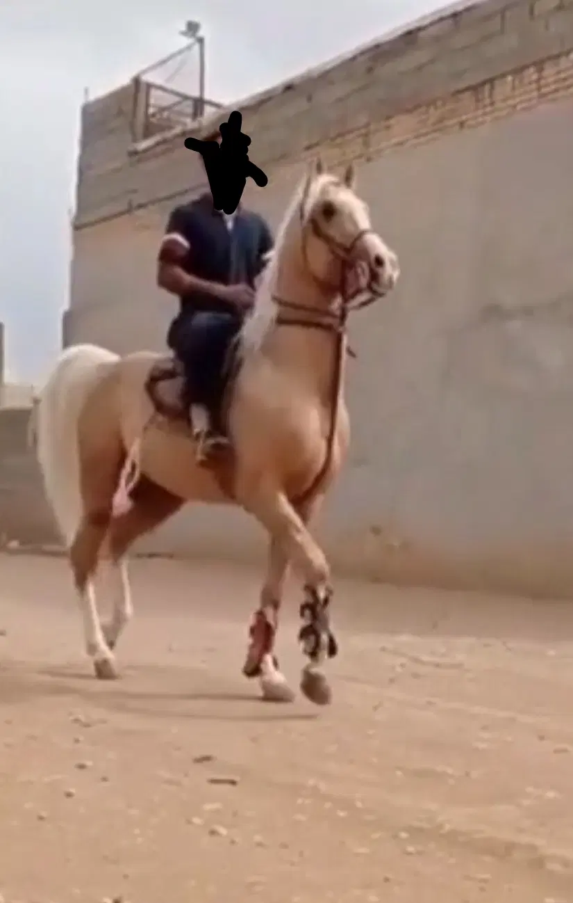 اجاره باکس باشگاه