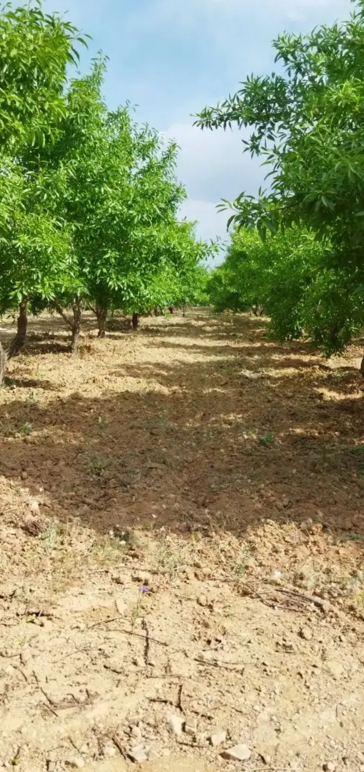 دو هزار متر باغ شوراب صغیر