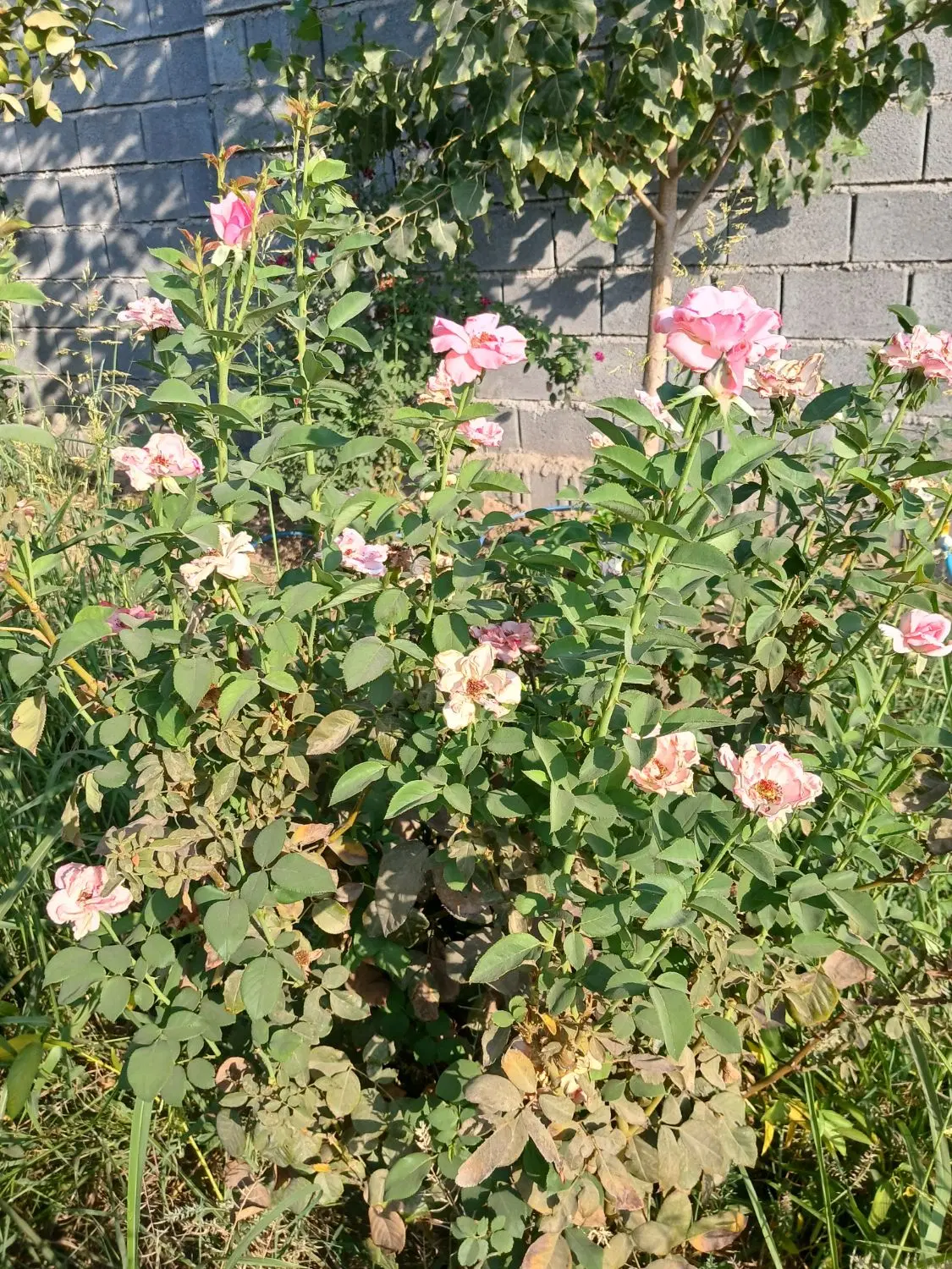 باغچه در شمس اباد ۶۰۰ متری