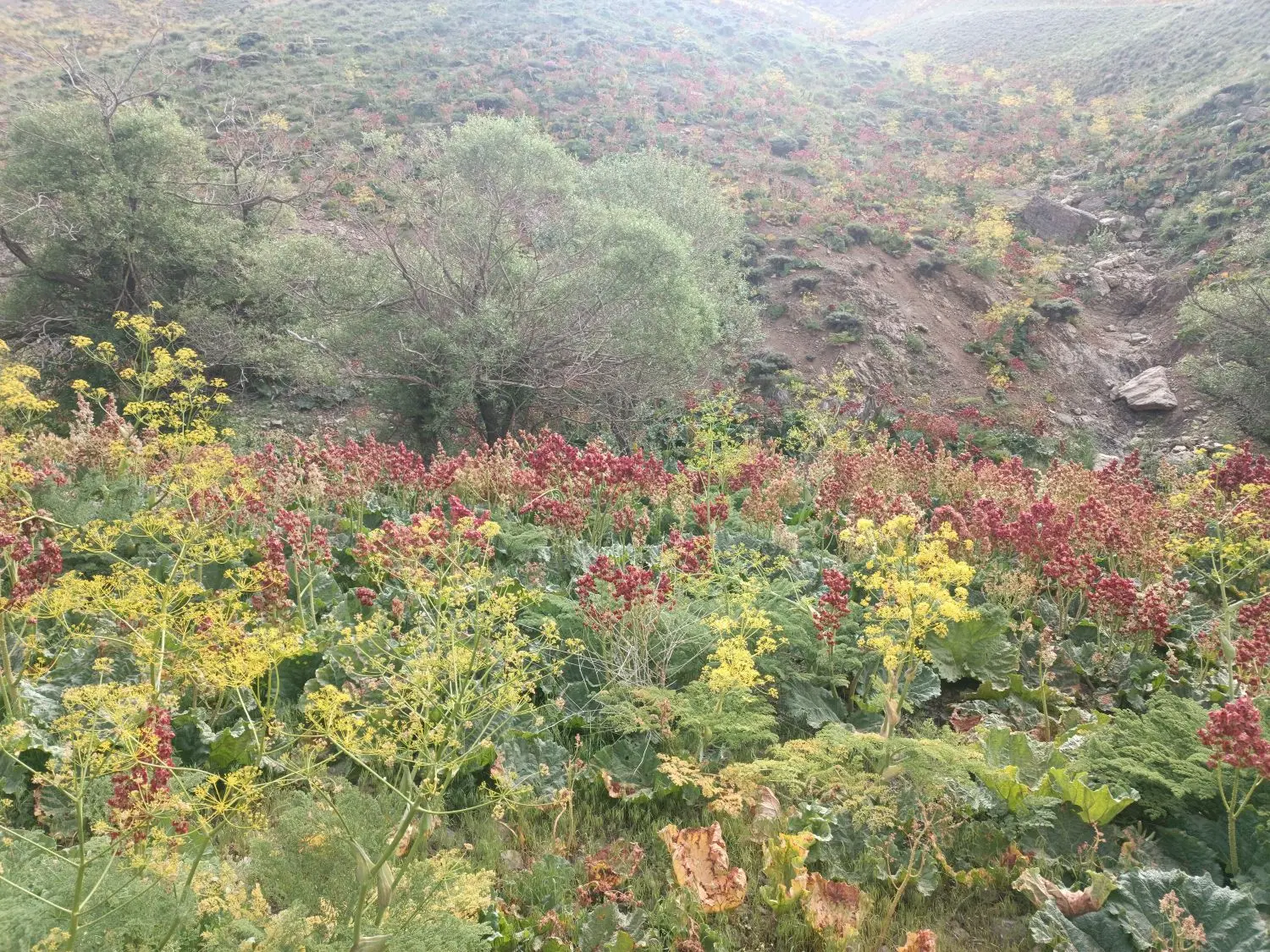 زمین در حاشیه خیابان کشمیری ۶