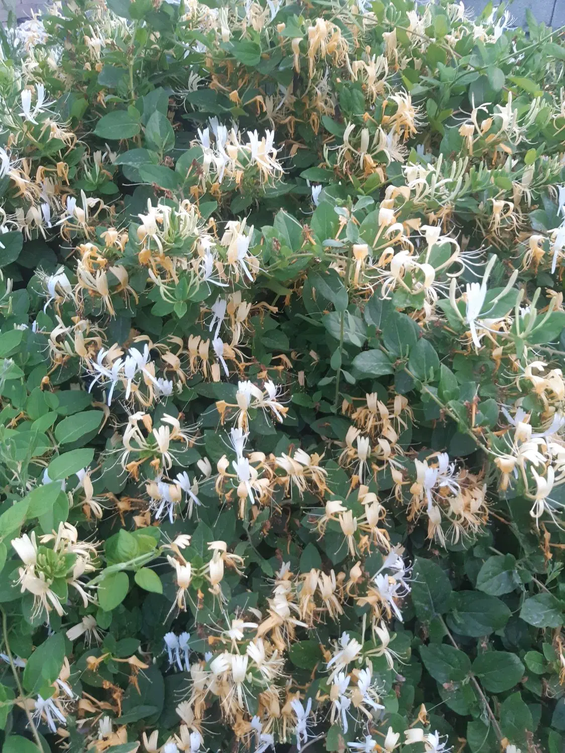 خانه باغ ویلایی تکمیل